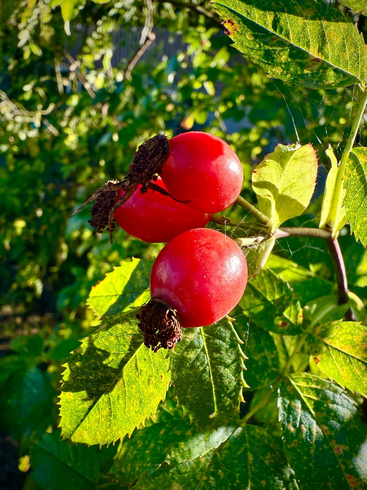Přečtete si více ze článku Plody podzimu – šípky